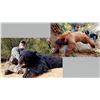 Image 1 : Hunt Package - Black Bear Hunt in New Mexico Sponsored by: Pinnacle Outfitters