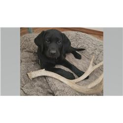 Female Black Lab Puppy Sponsored by: Matt & Aspen Rosso