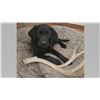 Image 1 : Female Black Lab Puppy Sponsored by: Matt & Aspen Rosso