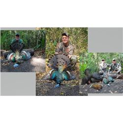 Hunt Package - Occellated Turkey Hunt Sponsored by: Balam Mexico Outfitters