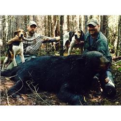 Maine Bear Hunt over Hounds for 4 hunters