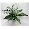 Image 1 : ARTIFICIAL PLANT IN A POT  ( HOUSEHOLD )