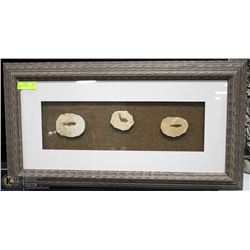 FOSSIL FISH FRAMED WALL ART 32"X17"