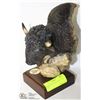 Image 1 : RCMP GRC BUFFALO HEAD STATUE, 5" X 9"