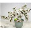 Image 1 : GLASS FLOWERING BONSAI TREE, 18 X 17