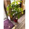 Image 2 : PAIR OF POTTED PLANTS