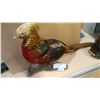 Image 1 : TAXIDERMY GOLDEN PHEASANT