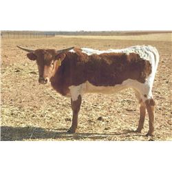 SCRATCH - TS ASIAN SONG