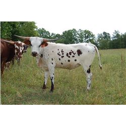 RRR MISS BRAVO'S LADY 607