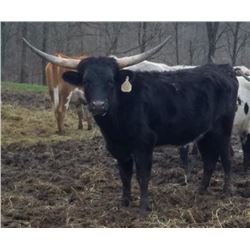 SCRATCH - SNIPER'S BLACK KAT