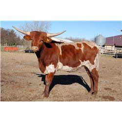 CL MISS COW GAIL 01/16