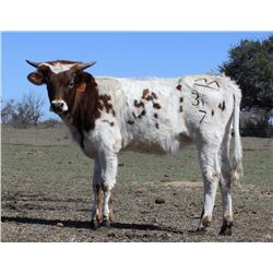 BRR PERFECT GRACE 31/7