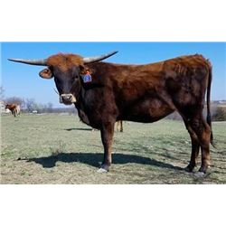 SCRATCH - EM EOS BEIJL