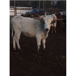 5D TWISTED TO THE MAX