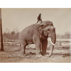 Bourne, Samuel (1834-1912), INDIA, a group of 19 albumen prints of various views, temples and a...