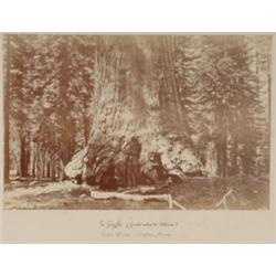 North American Views [Probably Livernois or Notman], LE GRIZLY (GRAND ARBRES DE CALIFORNIE., A...
