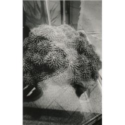 Sharp, Vincent (1937- ) Canadian, UNTITLED, a silver print of a cactus in the window. Matted an...