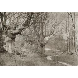 Williams, James Leon, LATE AUTUMN, a photogravure circa 1892 of an English forest. Matted., 7...