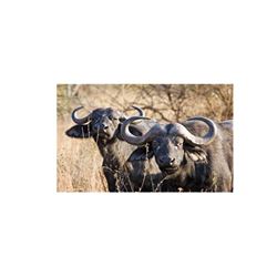 Veterans Humanitarian Fund