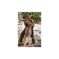 British Columbia Mountain Lion