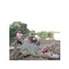 Image 1 : African Crocodile  Hunt