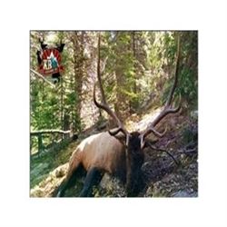 Colorado Bull Elk Hunt