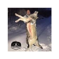 Alberta Wolf Hunt