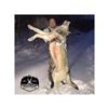 Image 1 : Alberta Wolf Hunt