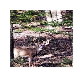 Pennsylvania Trophy Whitetail Hunt