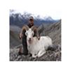 Image 1 : Northwest Territories Dall Sheep Hunt