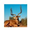 Image 1 : Mexico Desert Mule Deer Hunt
