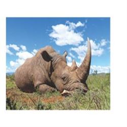 5 Day Vita Dart of a White Rhino