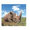 Image 1 : 5 Day Vita Dart of a White Rhino
