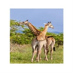 African Photo Safari