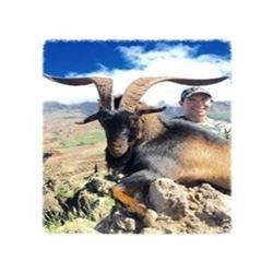 Hawaiian Trophy Goat Hunt