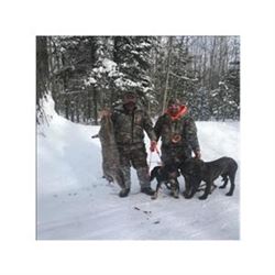 Michigan Bobcat Hunt