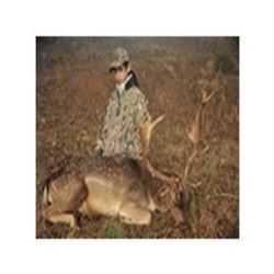 Bronze Fallow Deer Hunt in France