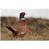 Image 1 : Michigan Pheasant Hunt for 4 Hunters