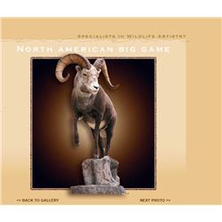 $500 Gift Certificate for Taxidermy Work