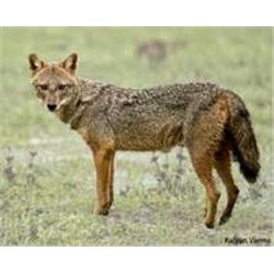 Six Day Golden Jackal Hunt in Serbia
