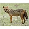 Image 1 : Six Day Golden Jackal Hunt in Serbia