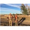 Image 3 : Two Day/Two Night South Dakota Pheasant Hunt