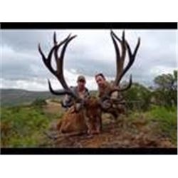 Trophy Red Deer OR Fallow Deer OR Mouflon hunt in Spain