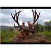 Image 1 : Trophy Red Deer OR Fallow Deer OR Mouflon hunt in Spain