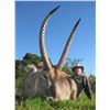 Image 2 : 7 day S. African hunt for 1 hunter/1 non-hunter, w/ 20% discount on animals and $1000 Tax. cert.