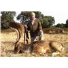 Image 2 : Three day trophy Fallow Deer hunt for one hunter