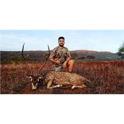 2 day trophy Axis Deer hunt in Hawaii for 1 hunter and 1 observer