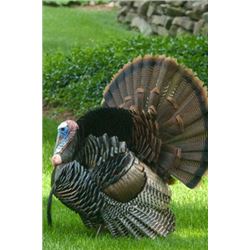 3 Day Turkey and Paddlefish Hunt in Oklahoma