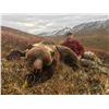 Image 1 : 11 day Grizzly hunt in the Yukon