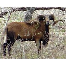 Two day Texas hunt for 2 hunters with choice of 1 ram each
